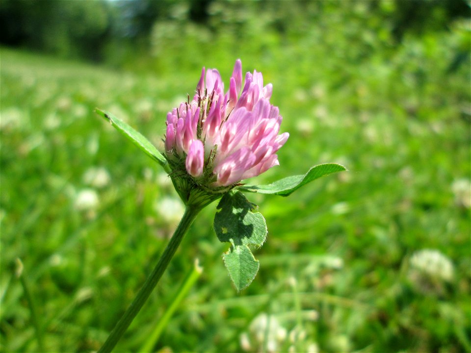 Wiesen-Klee (Trifolium pratense) an der Saar in Saarbrücken
