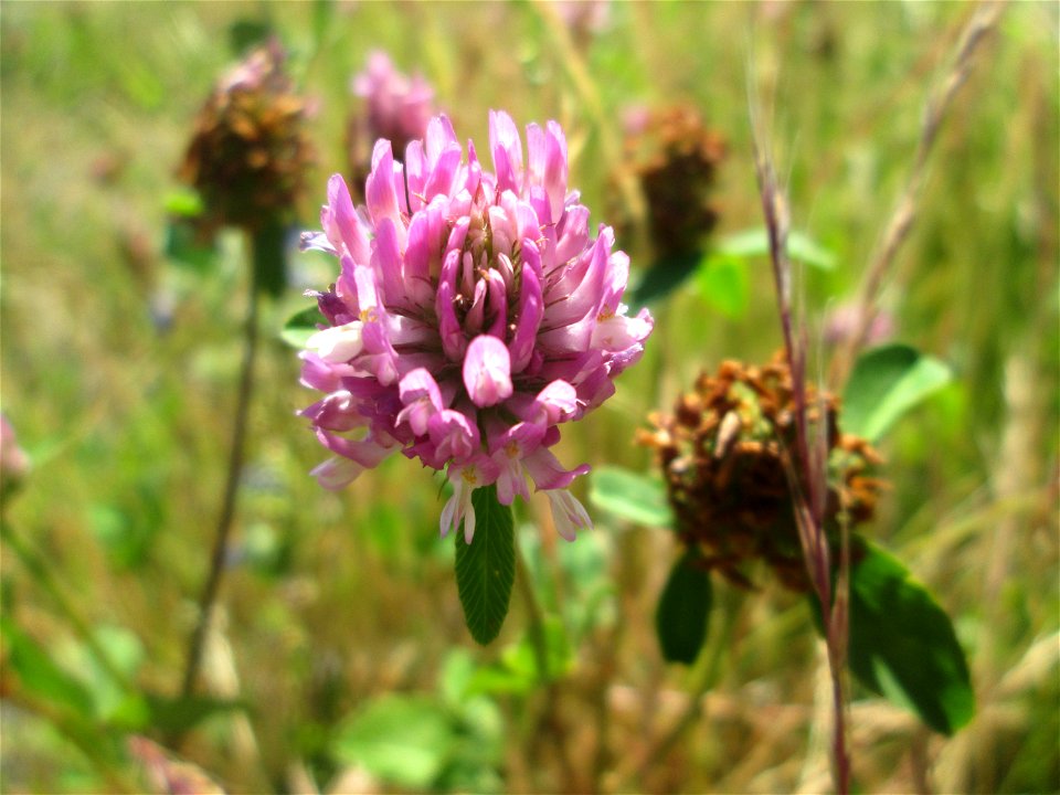 Wiesenklee (Trifolium pratense) am Bahnhof Bruchmühlbach-Miesau
