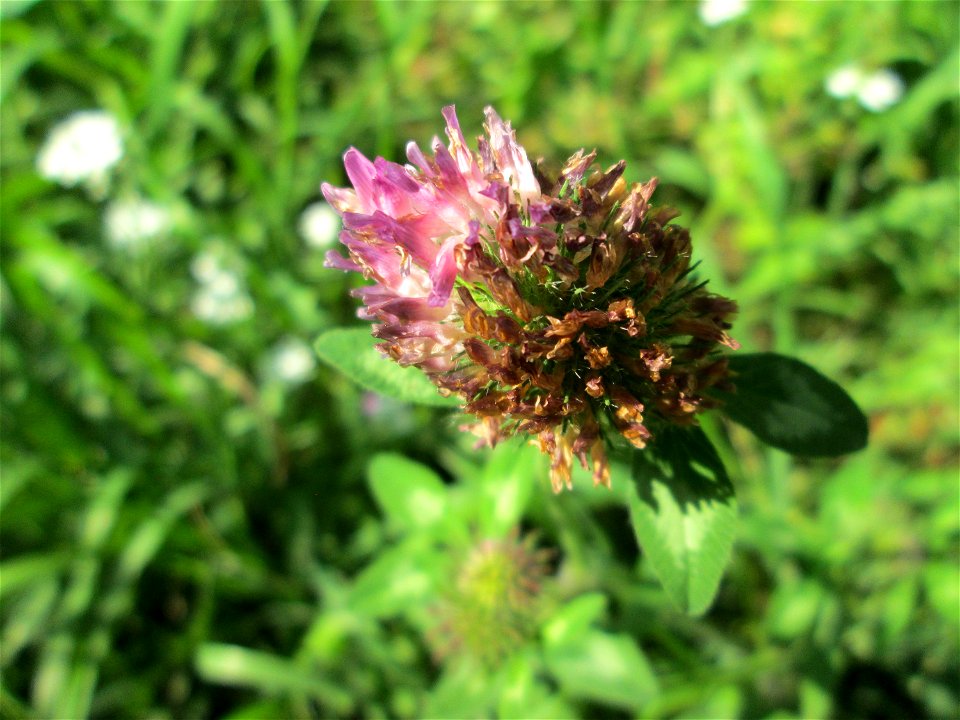 Wiesenklee (Trifolium pratense) am Rotenbühl in Saarbrücken