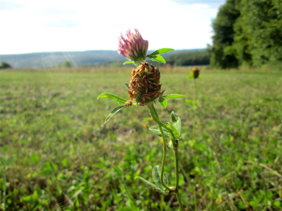 Wiesen-Klee (Trifolium pratense) bei Kleinblittersdorf