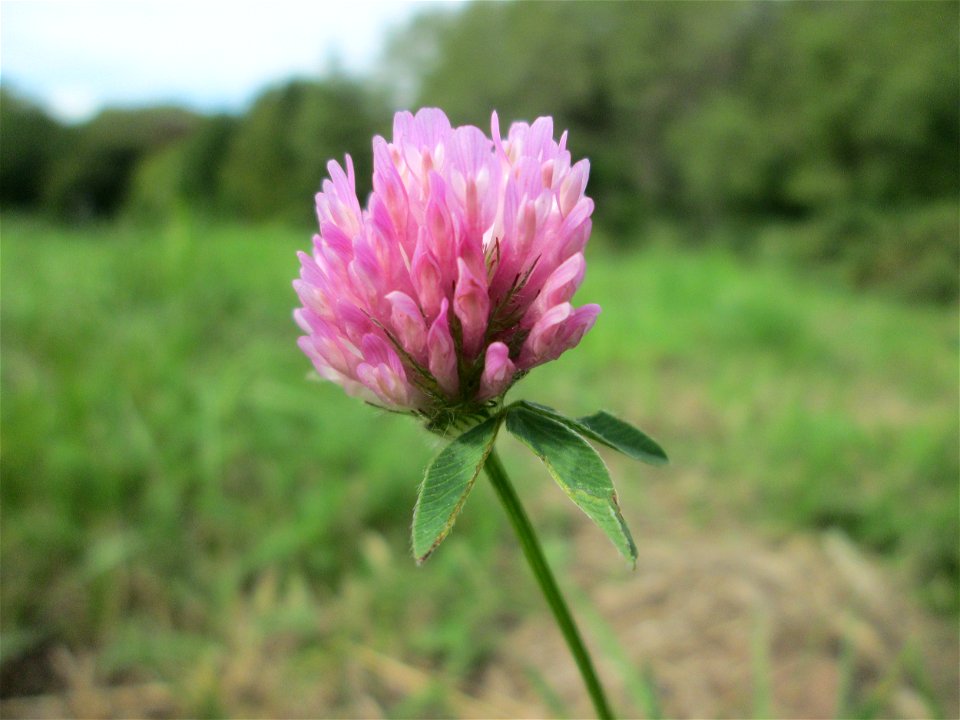 Wiesen-Klee (Trifolium pratense) in Brebach
