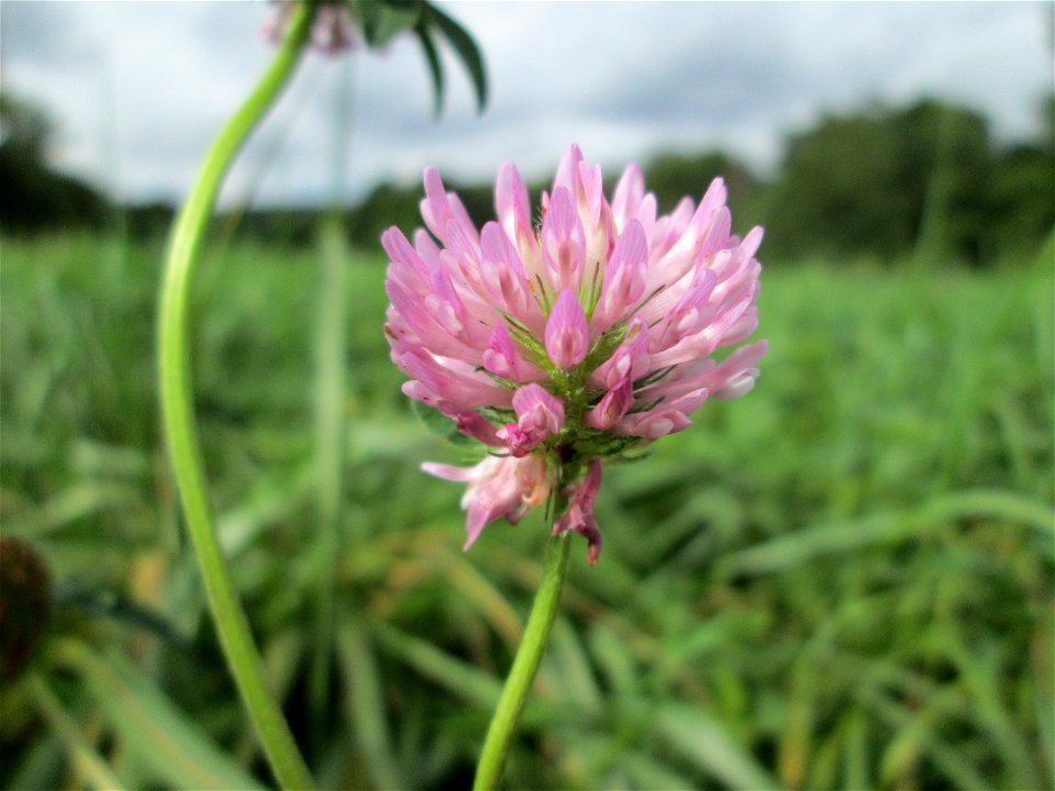 Wiesen-Klee (Trifolium pratense) an der Saaraue Grosbliederstroff