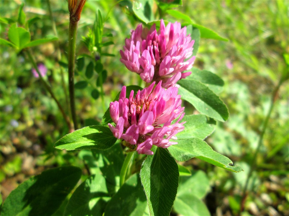 Wiesen-Klee (Trifolium pratense) in Brebach