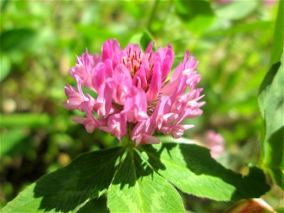 Wiesen-Klee (Trifolium pratense) in Brebach photo
