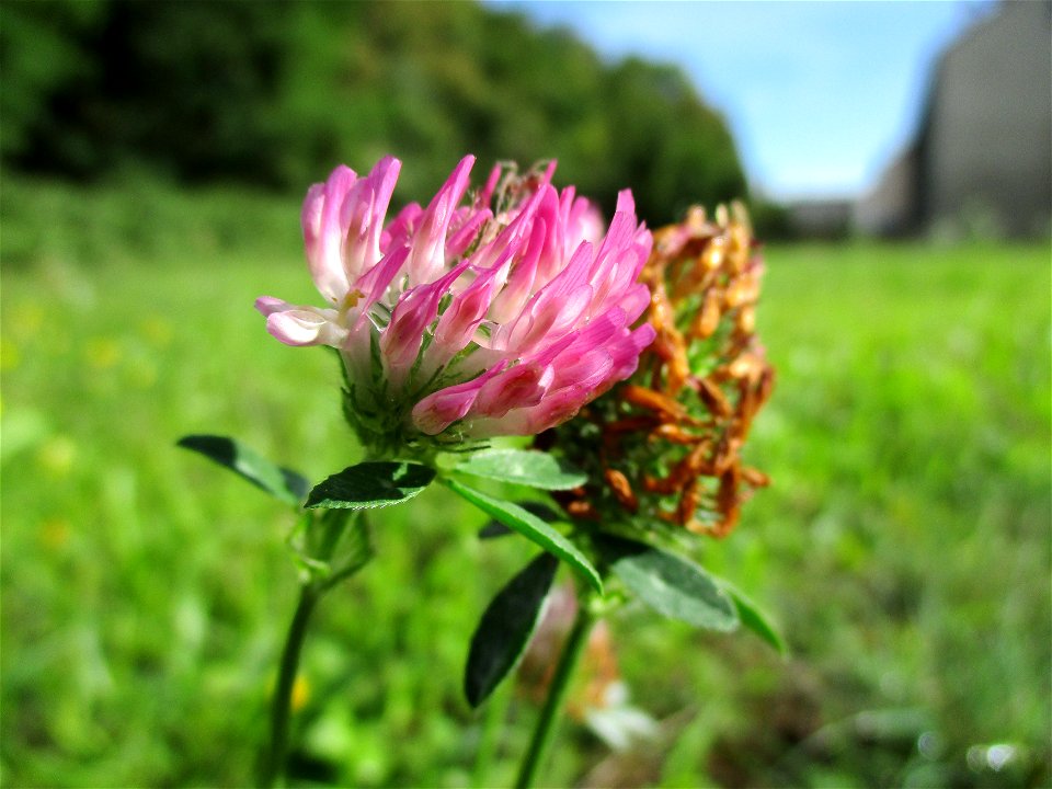 Wiesen-Klee (Trifolium pratense) in Brebach