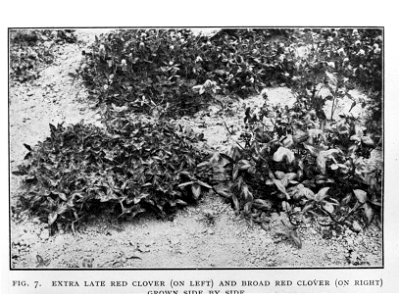 Extra Late Red Clover and Broad Red Clover