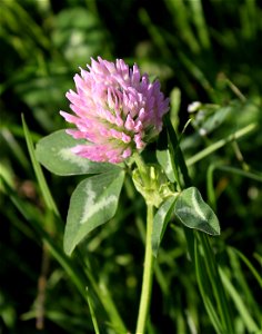 The red clover (Trifolium pratense). Ukraine