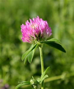 The red clover (Trifolium pratense). Ukraine photo