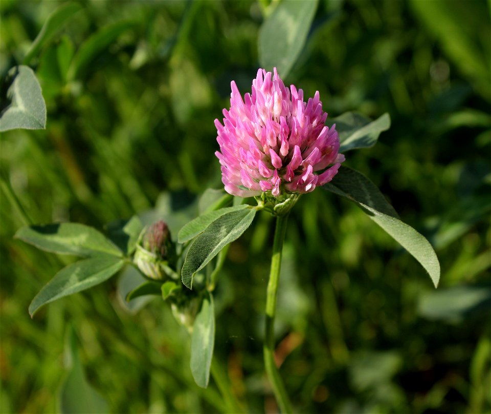 The red clover (Trifolium pratense). Ukraine