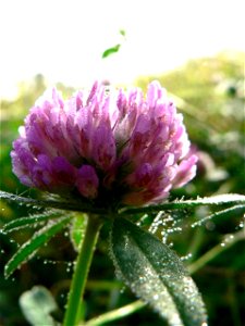 Image title: Red clover Image from Public domain images website, http://www.public-domain-image.com/full-image/flora-plants-public-domain-images-pictures/flowers-public-domain-images-pictures/red-clov photo