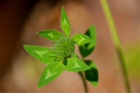 Red clover (Trifolium pratense) photo