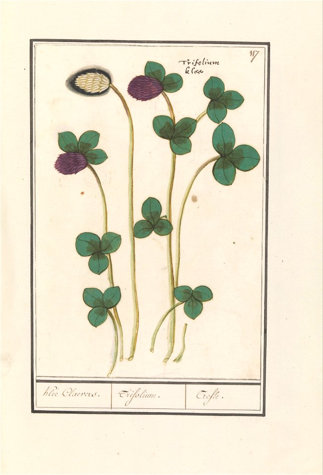 IdentificatieTitel(s): Rode klaver (Trifolium pratense)Klee Claevers. / Trifolium. / Trefle (titel op object)Objecttype: tekening Objectnummer: RP-T-BR-2017-1-9-22Omschrijving: Rode klaver. Rechtsbove