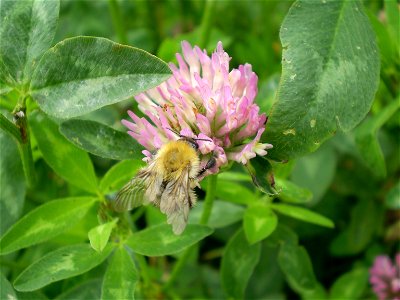 Trifolium pratense In The Netherlands