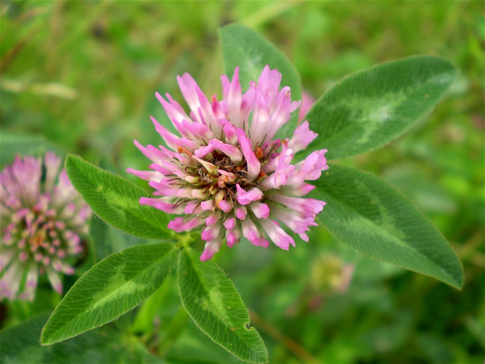 Trifolium.