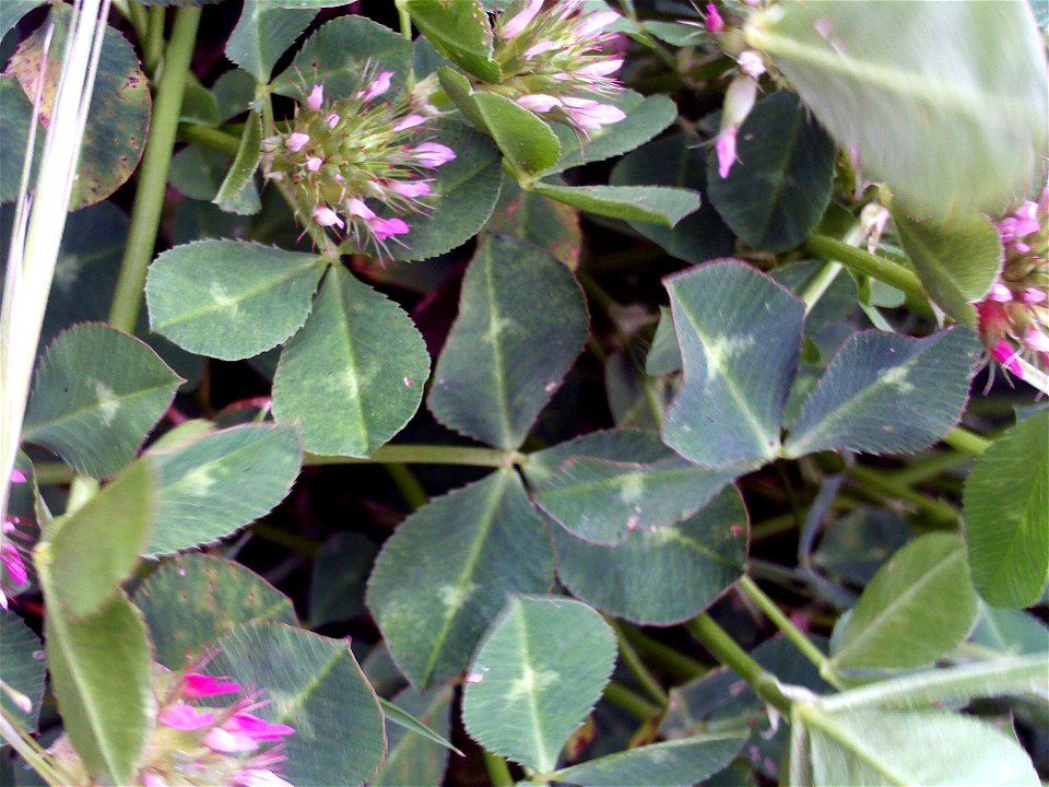 Trifolium pratense flowers and leaves Campo de Calatrava, Spain