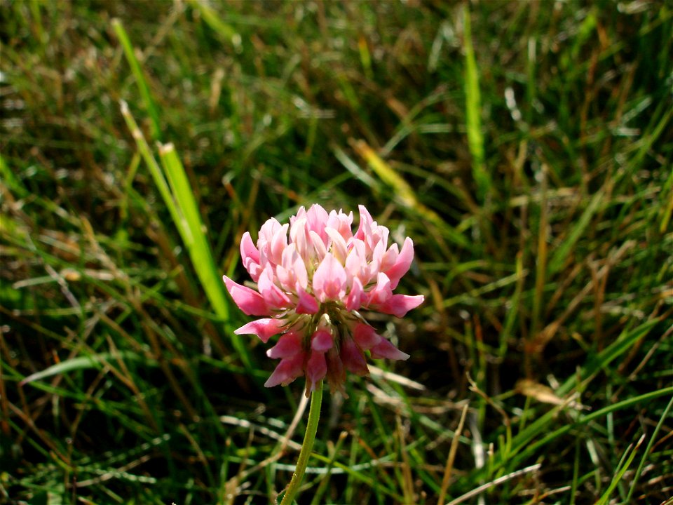 Closeup of a red clover