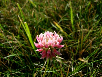 Closeup of a red clover