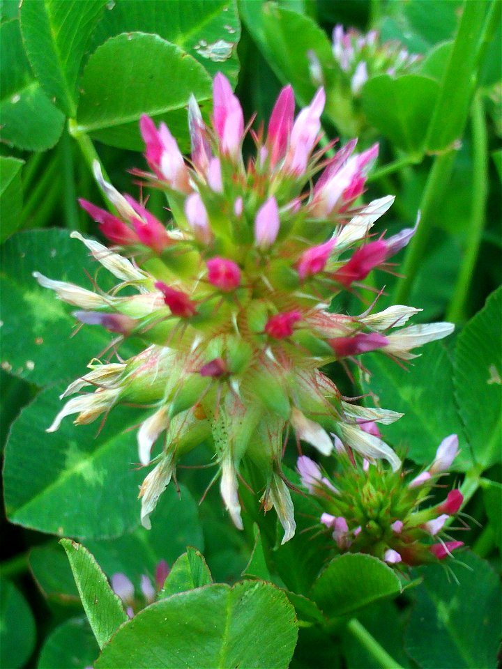 Trifolium pratense flowers close up Campo de Calatrava, Spain
