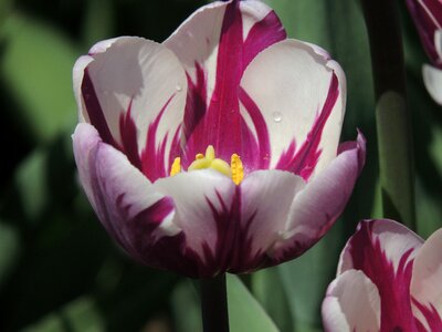 Tulip fest albany ny photo
