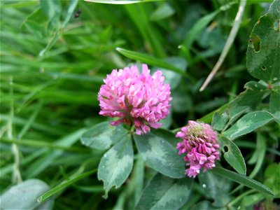 Red clover bloom photo