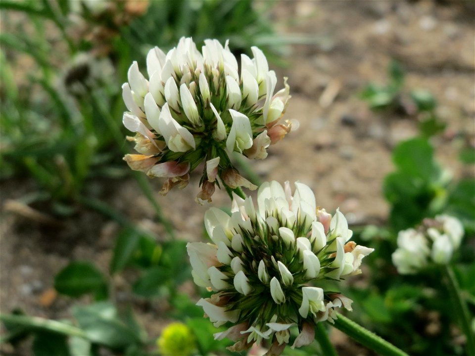 Weiß-Klee (Trifolium repens) in Hockenheim