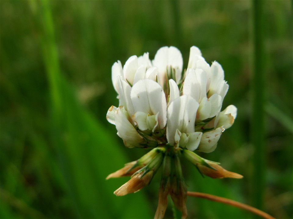 Weiß-Klee (Trifolium repens) bei Reilingen