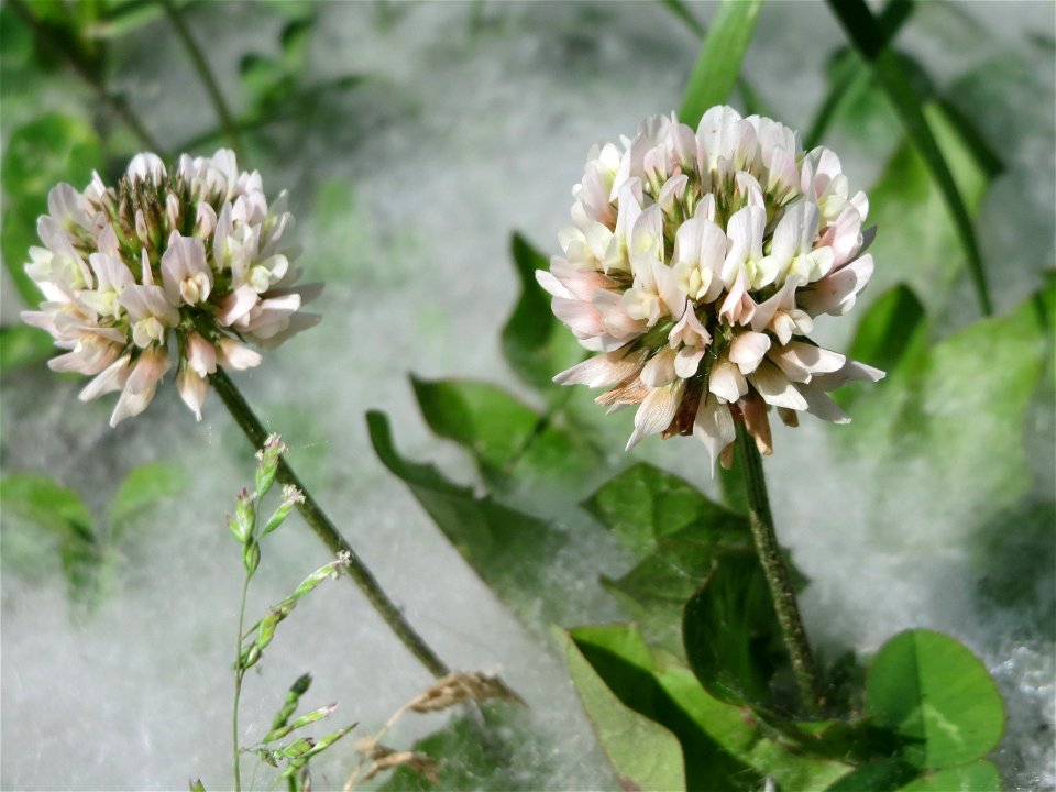Weiß-Klee (Trifolium repens) im Landschaftsschutzgebiet Hockenheimer Rheinbogen - dahinter die Saat einer Weide (Salix)