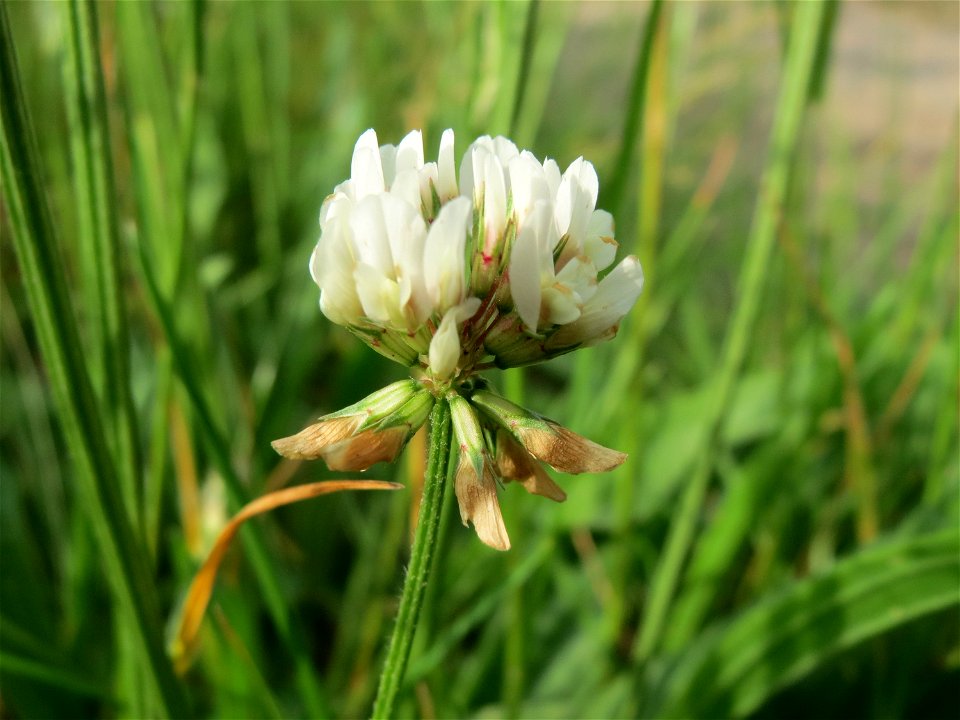 Weiß-Klee (Trifolium repens) bei Reilingen