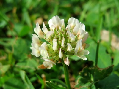 Weiß-Klee (Trifolium repens) in Hockenheim