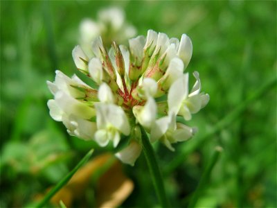 Weiß-Klee (Trifolium repens) in Oftersheim