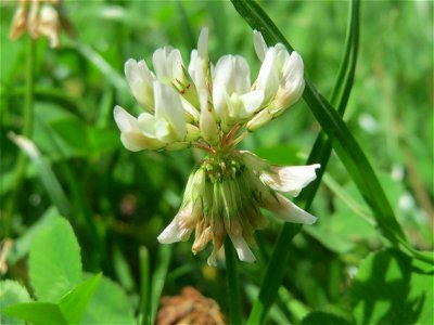 Weiß-Klee (Trifolium repens) in Oftersheim