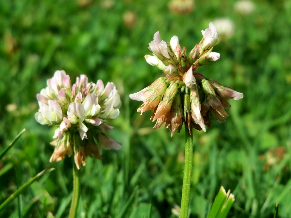 Weiß-Klee (Trifolium repens) in Hockenheim