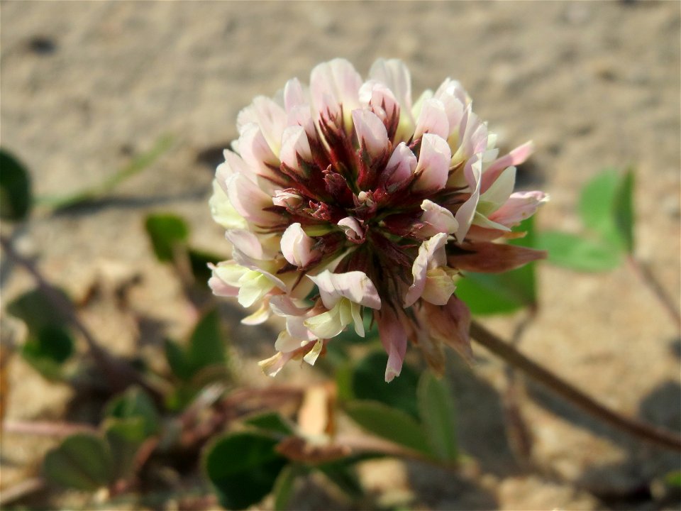 Weiß-Klee (Trifolium repens) bei Hockenheim