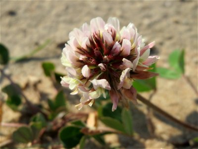 Weiß-Klee (Trifolium repens) bei Hockenheim