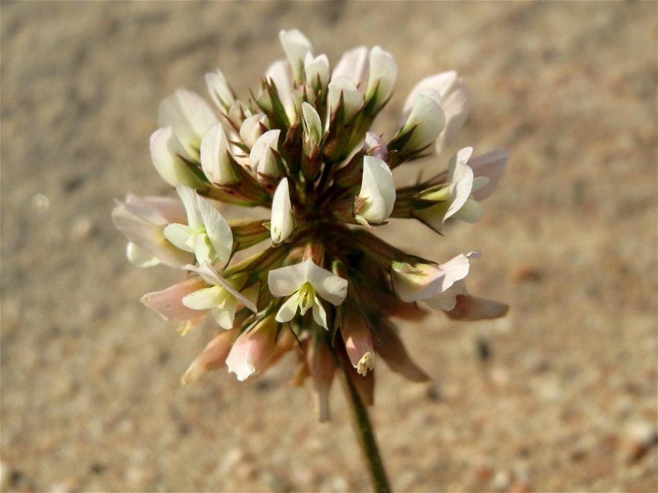 Weiß-Klee (Trifolium repens) bei Hockenheim