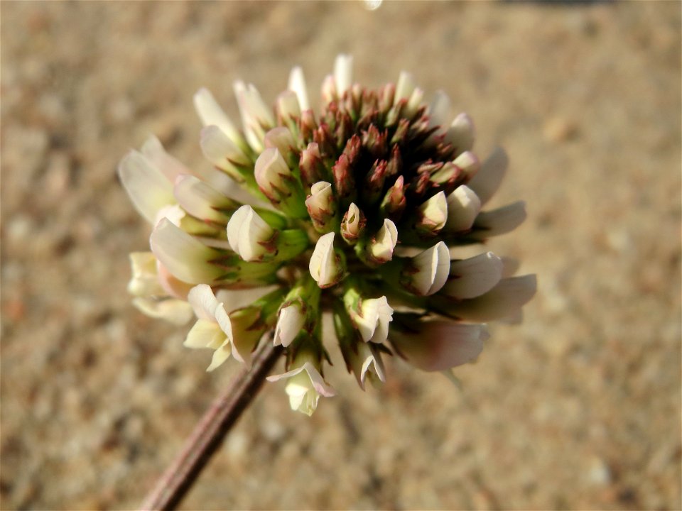 Weiß-Klee (Trifolium repens) bei Hockenheim