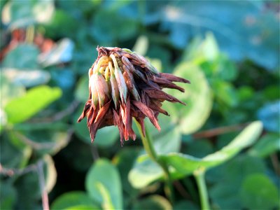 Weiß-Klee (Trifolium repens) bei Hockenheim