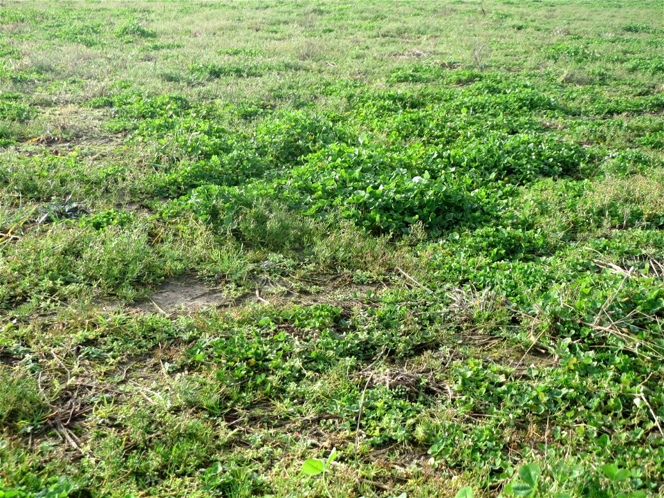 Weiß-Klee (Trifolium repens) in Hockenheim