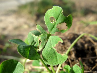 Weiß-Klee (Trifolium repens) in Hockenheim