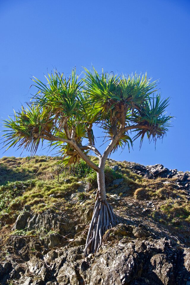 Growth alone natural