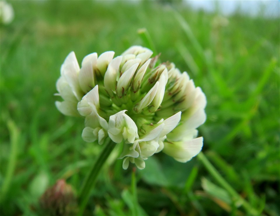 Weiß-Klee (Trifolium repens) im Landschaftsschutzgebiet „Rheinhessisches Rheingebiet“ an der Grenze zum Naturschutzgebiet Der „Spieß – An der Spießbrücke“ bei Worms