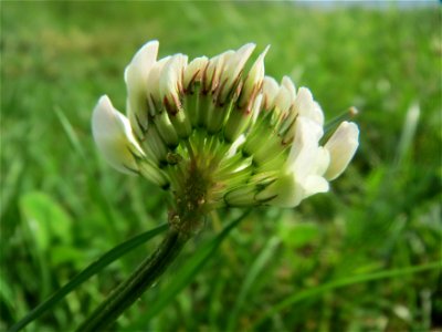 Weiß-Klee (Trifolium repens) im Landschaftsschutzgebiet „Rheinhessisches Rheingebiet“ an der Grenze zum Naturschutzgebiet Der „Spieß – An der Spießbrücke“ bei Worms