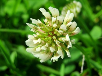 Weiß-Klee (Trifolium repens) an der Saar in Saarbrücken
