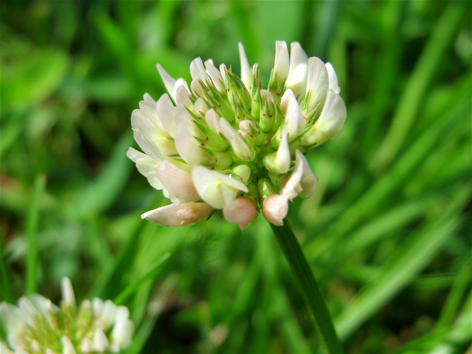 Weiß-Klee (Trifolium repens) an der Saar in Saarbrücken
