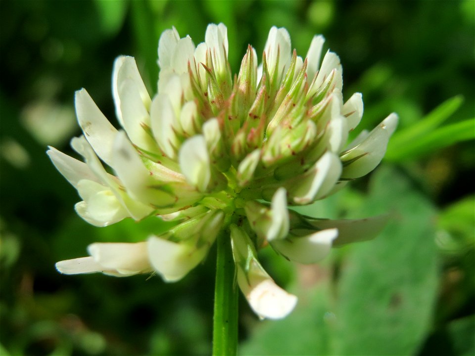 Weiß-Klee (Trifolium repens) an der Saar in Saarbrücken