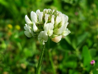 Weiß-Klee (Trifolium repens) im Neuenheimer Feld in Heidelberg