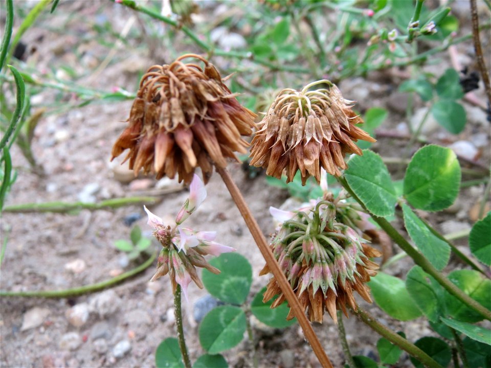 Verblühter Weiß-Klee (Trifolium repens) auf einer Brachfläche einer Baustelle in Hockenheim