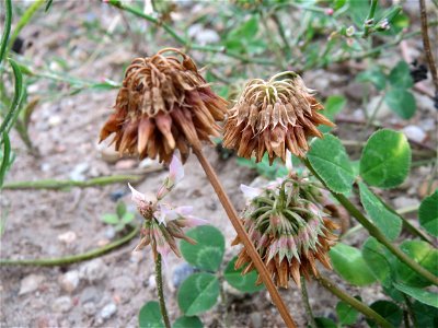 Verblühter Weiß-Klee (Trifolium repens) auf einer Brachfläche einer Baustelle in Hockenheim