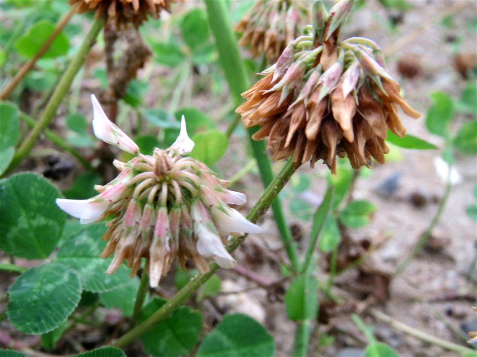 Verblühter Weiß-Klee (Trifolium repens) auf einer Brachfläche einer Baustelle in Hockenheim