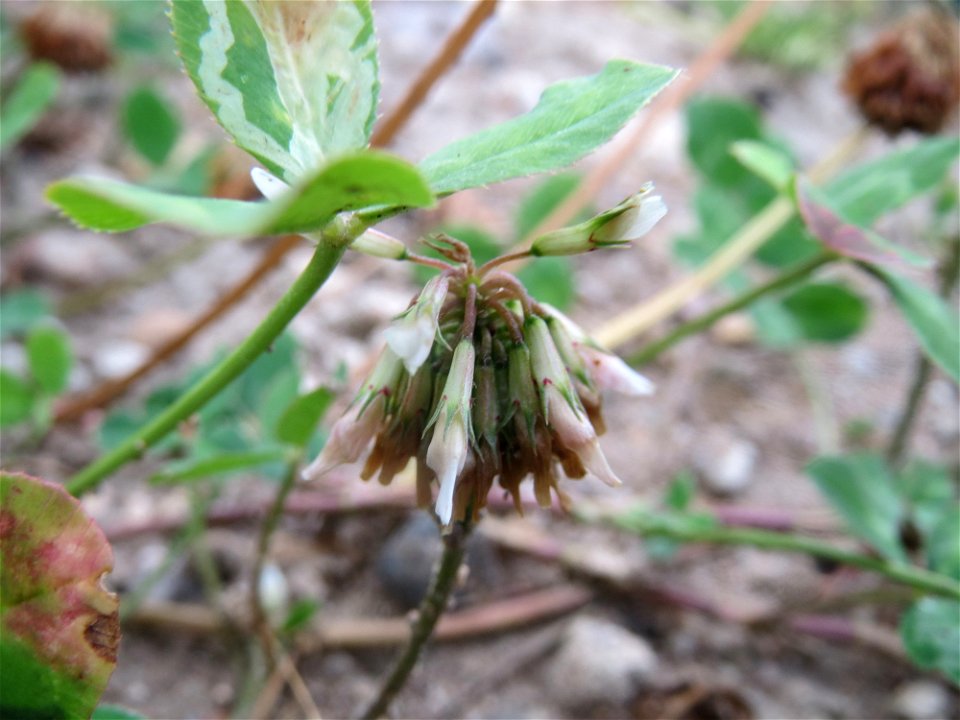 Verblühter Weiß-Klee (Trifolium repens) auf einer Brachfläche einer Baustelle in Hockenheim